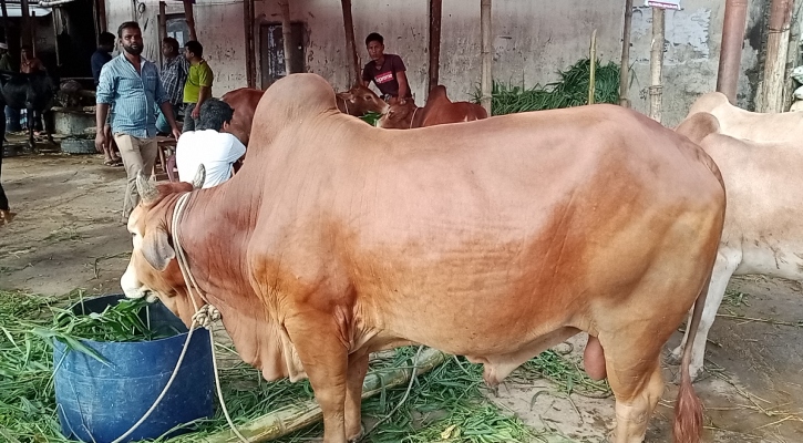 রাঙামাটিতে কোরবানির হাটে চাহিদার শীর্ষে ‘লাল বিরিষ’